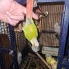 Pineapple green cheek conure 