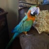 Harlequin Macaw needs a new home