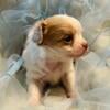 Sebastian-Lavender blue eyed chihuahua puppy, Techichi Manor at Techichi Farms