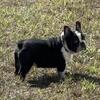 French bulldog