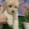 CKC Miniature Poodles