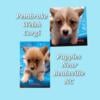 Pembroke Welsh Corgi puppies near Beulaville NC