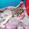 Hand tamed lineage sugar gliders. All babies are available.