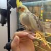 Baby cockatiels for adoption 