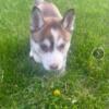 Female pomsky puppy for sale