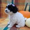 3 Adorable Cavapoo Puppies - Marshmallow, Princess & Pumpkin