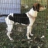 AKC Intact Walker Coonhound