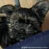 Yorkshire terrier, three months, old, healthy, and playful