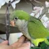 Quaker(Monk) Parrots