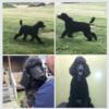 Standard Poodle, smaller 39 lb phantom boy in Ohio $300 and $500