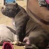 Adult 1Yr-2yr Bullys for $800 a piece never been bred