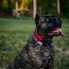 Champion / Show Cane Corsos