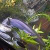 Wild Male Axolotl with complete 40 gallon aquarium setup & all supplies
