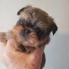 Brussel Griffons available