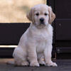 Mini Golden Retriever - Predicted adult weight: 52lb