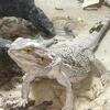 Bearded dragon 