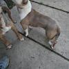Rehoming - Male American Bully