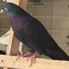 Iranian persian highflyer tumblers alot of great pigeons for $25ea