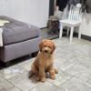 Mini Goldendoodle Puppy Available