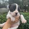 American Bulldog Puppies