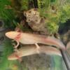 Axolotl from Strohl 11" Golden Albino Axolotl.