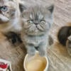 Exotic shorthair kittens and Persian!