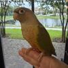 Two Green Cheek Conures
