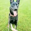 Female Shepsky for loving home