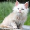 NewElite Maine coon kitten from Europe with excellent pedigree, male. EZ Teddy