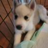 Siberian Husky puppy