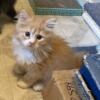 CFA Registered Red/White Bi-Color Male Persian Kitten