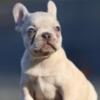 French bulldog puppy-lilac Merle female