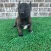 Belgian Malinois puppies akc registered