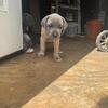 Iccf registered Cane Corso pups