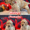 Six F2 GoldenDoodles