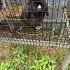 Holland Lop