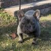 Extreme Frenchie for sale male