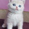 NEW Elite British kitten from Europe with excellent pedigree, male. Hank