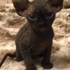 Tica Elf Sphynx