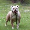 American bulldog female