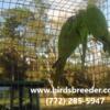 Young pairs of Blue Crown Conures available at $1,800 per pair