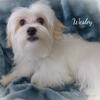 Gorgeous Male Malshi Puppy~3/4 Maltese 1/4 Shihtzu~ "Wesley" is ready for his new family!