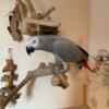 African Grey Parrot & Cage