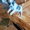 Zeus Tcup Chihuahua 