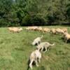 Livestock Guardian Pup trained to sheep