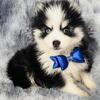 Pomsky