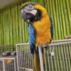 Blue & Gold Macaw