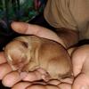 Chihuahua puppy m and f