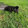 Large to giant breed puppies, litter of 7 (5 posted 8 weeks, 14-15 lbs. Great Pyrenees mix