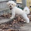 Coton de tulesr poodle mix